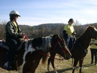 Equine
